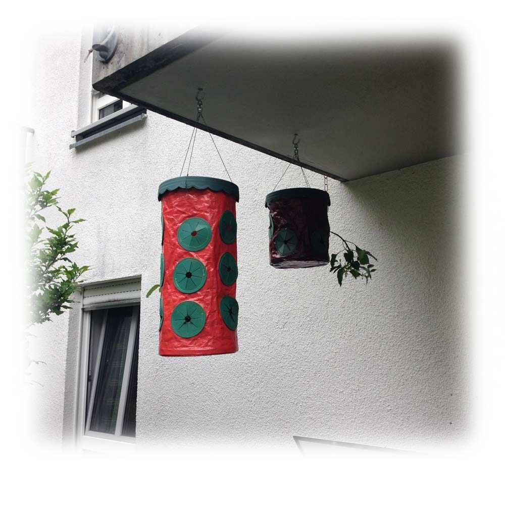 6 Pflanzampeln für hängende Erdbeeren