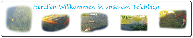 teich-blog-banner