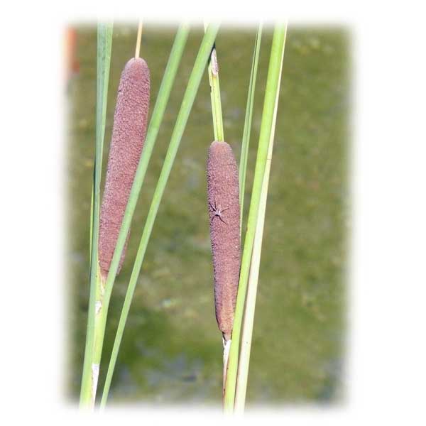 rohrkolben-koi-garten-teich-herbst