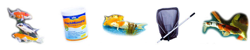 koi-fische-teich-richtig-pflegen-gesundheit-banner