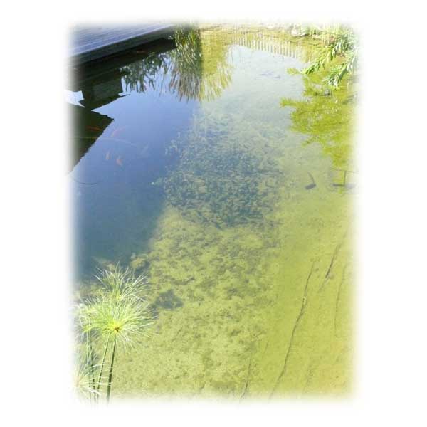 glasklares-teichwasser-im-sommer-algenfrei