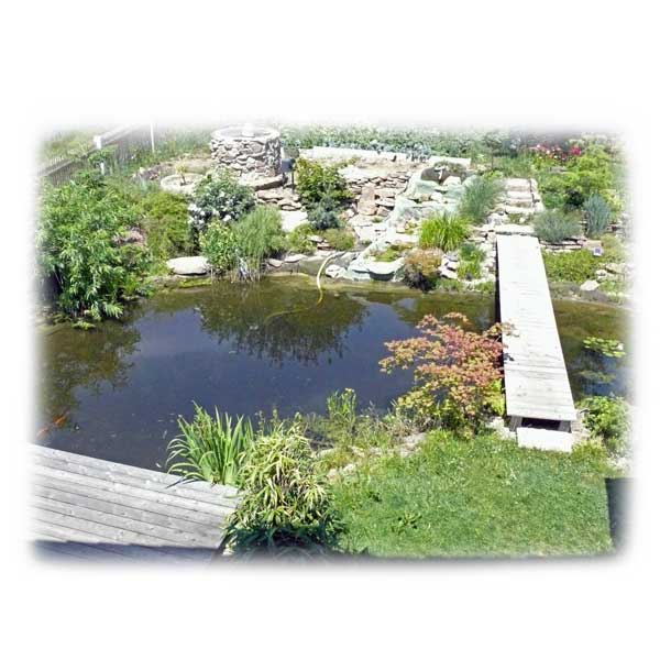 klarer-teich-von-oben-im-sommer